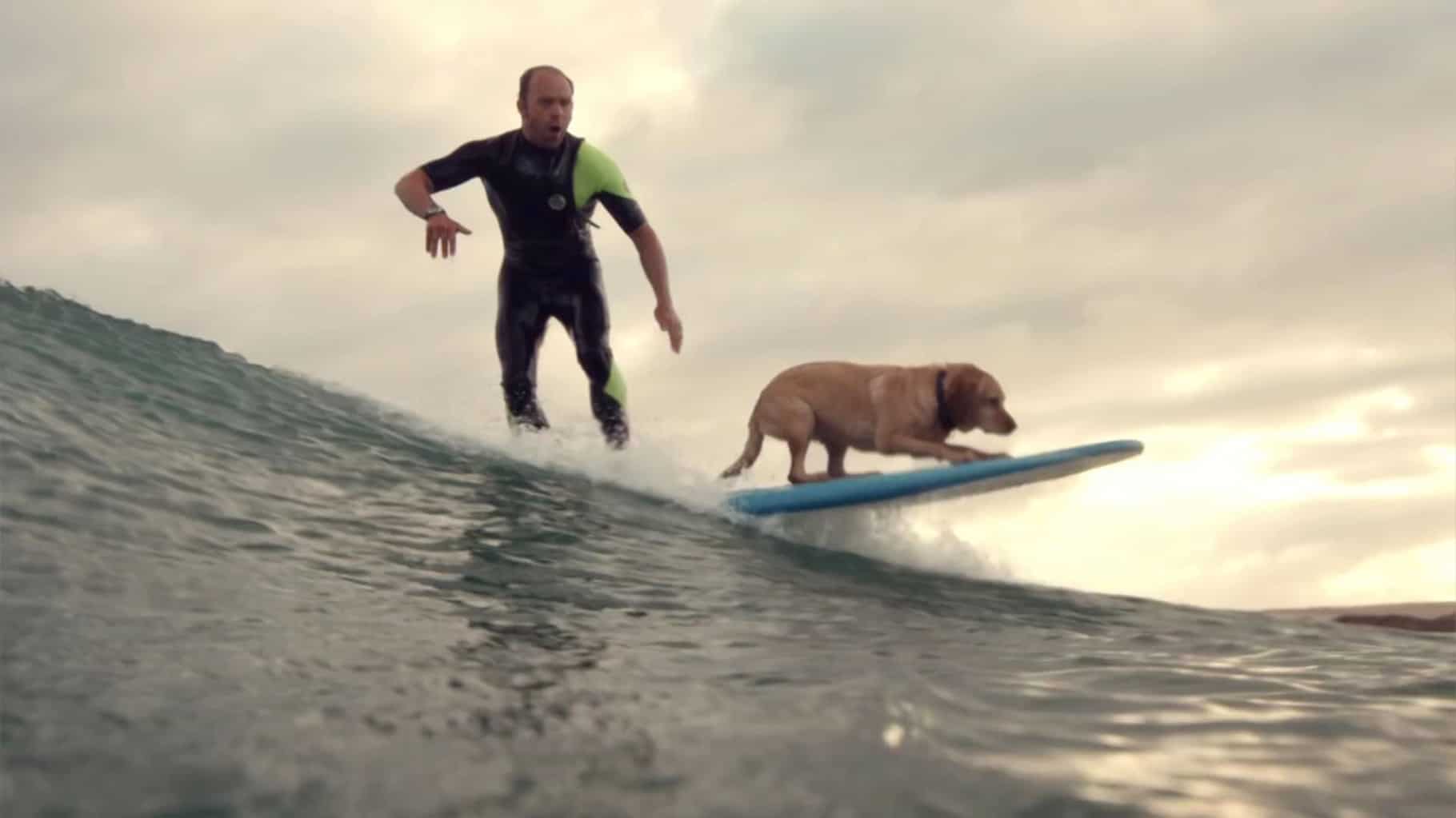 Dog On A Surfboard.